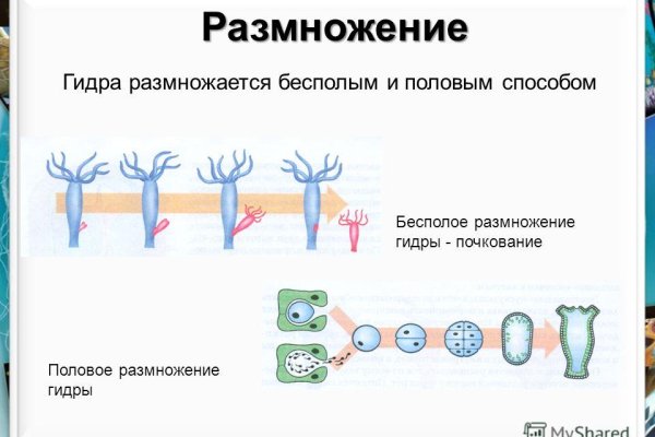 Kraken почему не работает