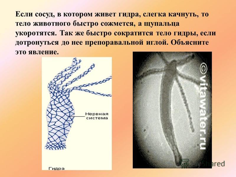 Kraken актуальные зеркала krakentor site